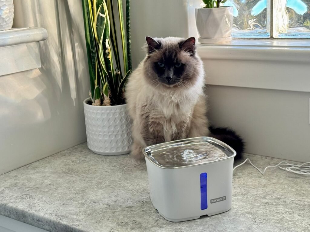 Petsafe Cat Water Fountain