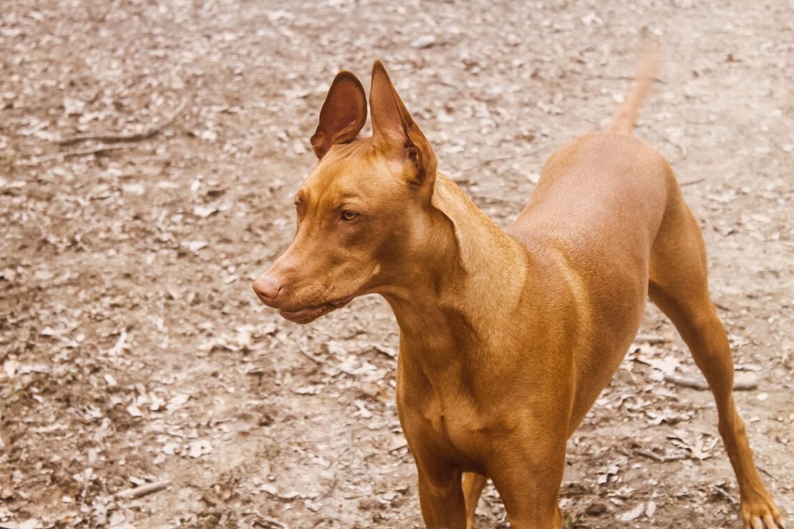 Freya Pharaoh Hound