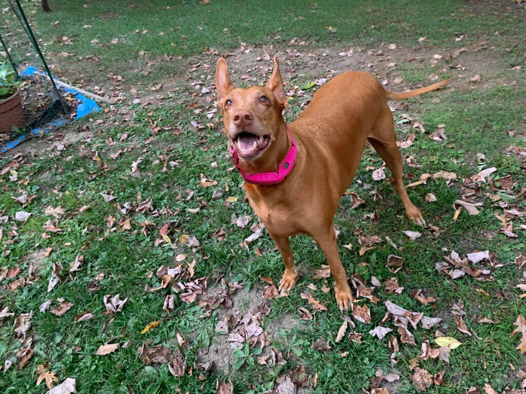 Freya wearing the Halo Collar 5