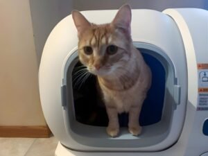 Homerunpet CS106 Litter box with Lily