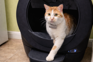 Cat in Litter Robot Evo
