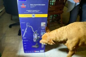 Freya with the Bissel Pet Hair Eraser DualBrush Upright Vacuum