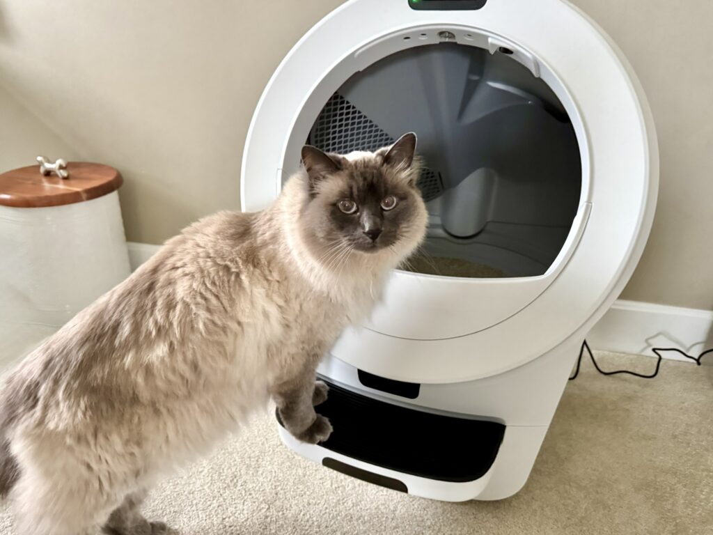 Milo in Litter Robot 5 Pro