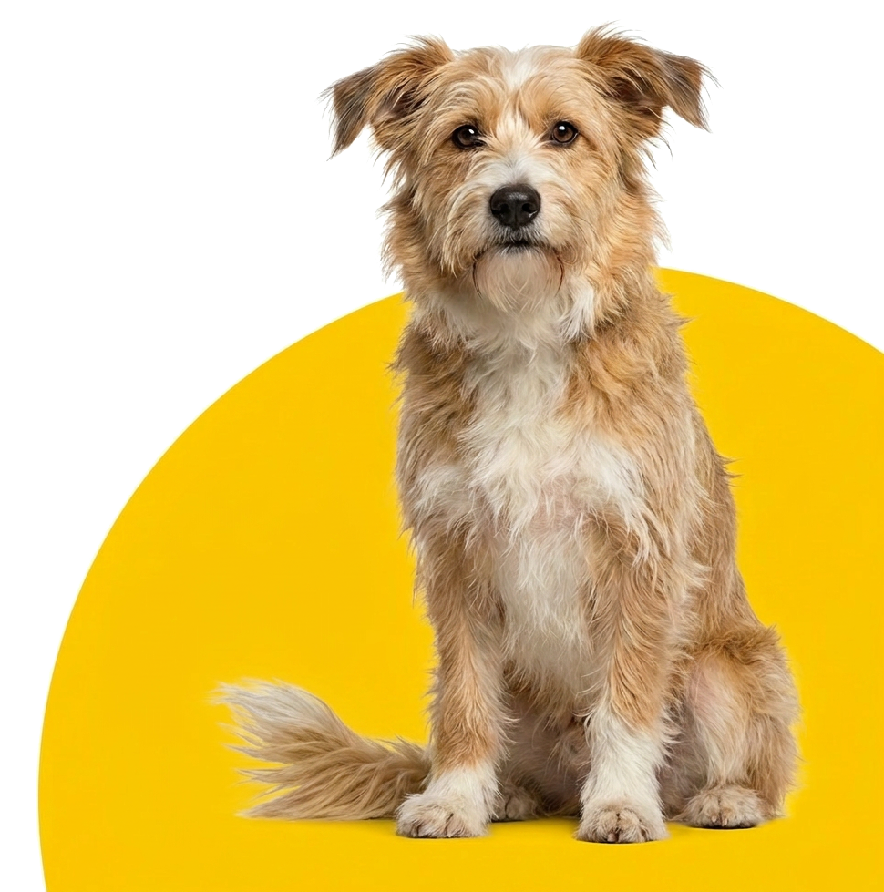 mixed breed dog