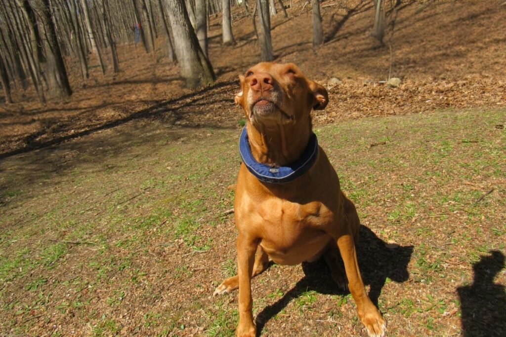 Satellai GPS Dog Collar on Freya