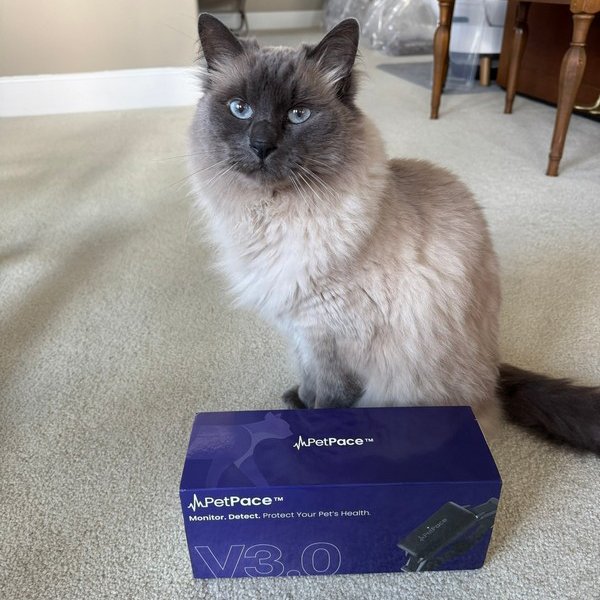 PetPace Smart Cat Collar V3