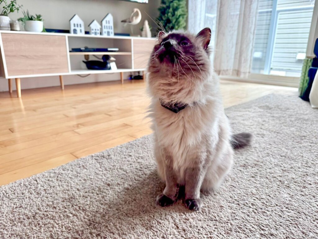 Milo wearing the PetPace Smart Cat Collar