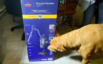 Freya with the Bissel Pet Hair Eraser DualBrush Upright Vacuum
