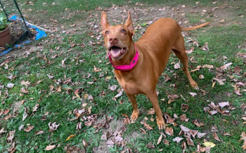 Freya wearing the Halo Collar 5