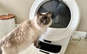Milo in Litter Robot 5 Pro