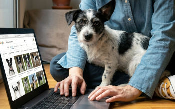 person looking up on the computer what type of dog her mixed-breed dog might be.