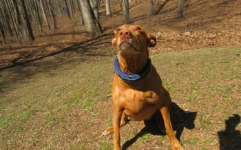 Satellai GPS Dog Collar on Freya
