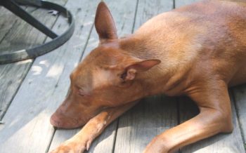 freya living with heart disease in dogs