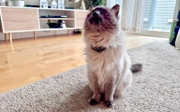 Milo wearing the PetPace Smart Cat Collar