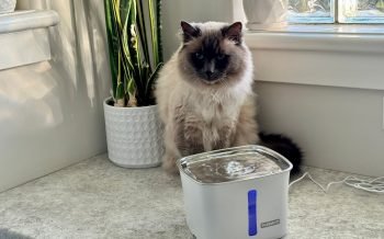PetSafe Viva Water Fountain for my cat Milo